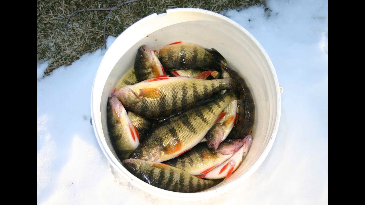 Great Perch Jigging on Sunday Feb 28 2016 at Huddle Bay, Lake beorge NY