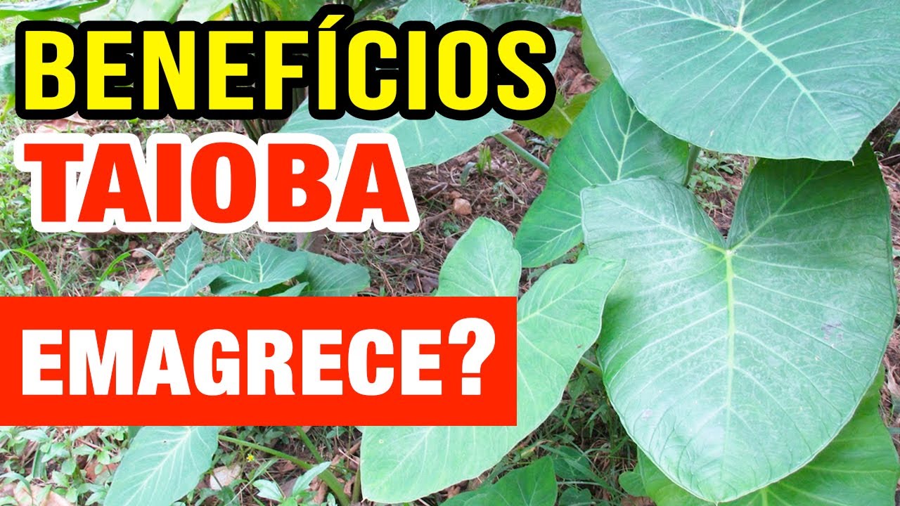 Benefícios da TAIOBA e Como Preparar - Vai virar sua queridinha! Propriedades e dicas