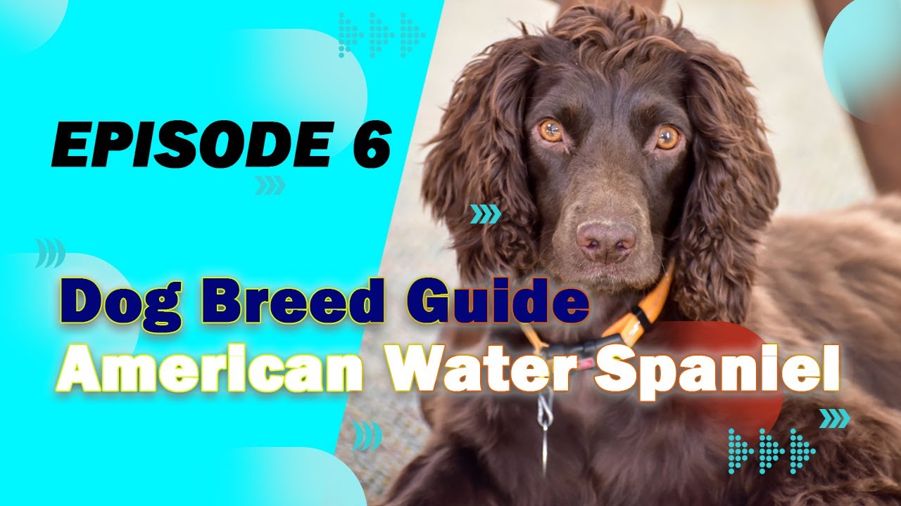 American Water Spaniel - All You Need to Know about this Sport Breed