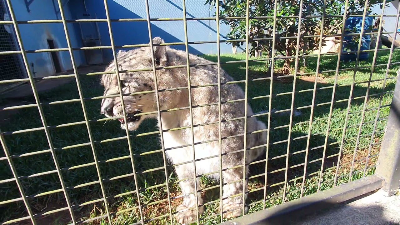 Snow Leopard being friendly When I chuff at her. Billabong zoo