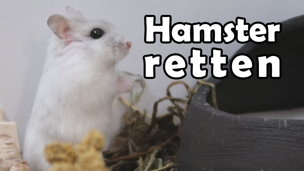 Hamster retten🐹 Pimp my HAMSTERKÄFIG🎬♥