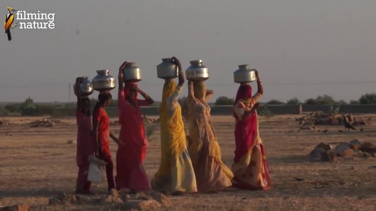 Desert Documentary HD - BIRDS OF THE INDIAN THAR DESERT