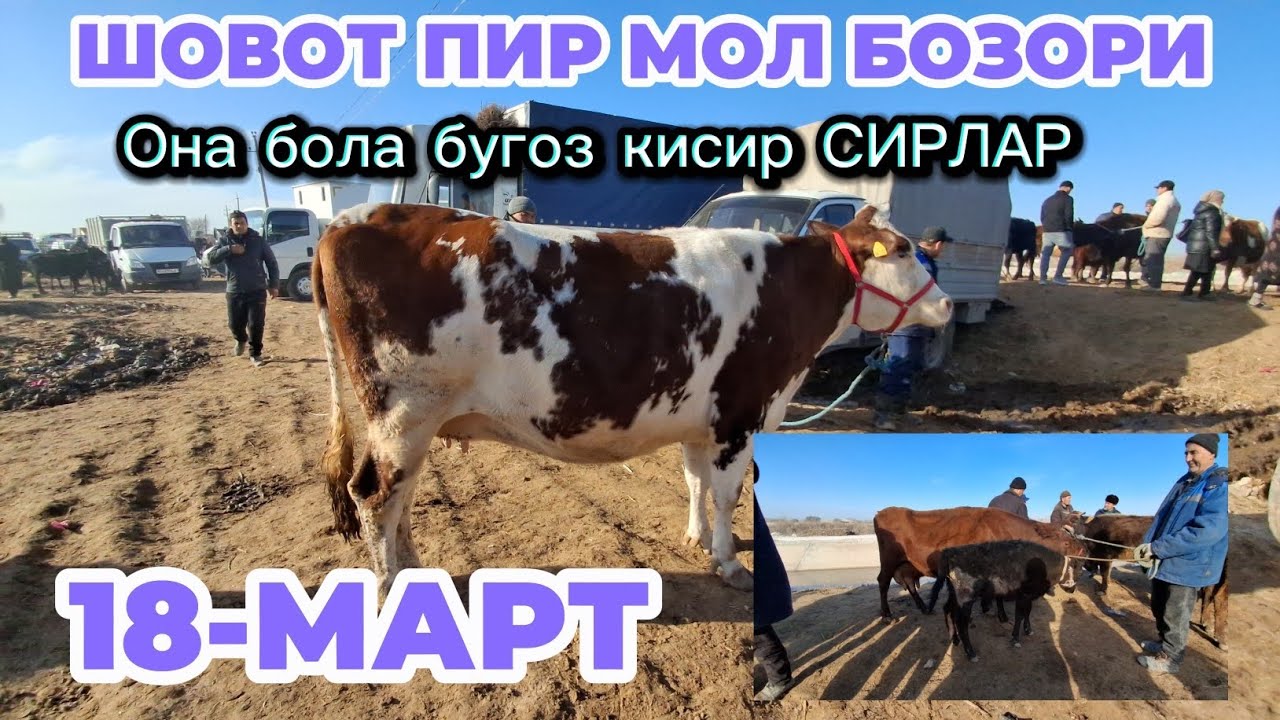 18-МАРТ ШОВОТ ОНА БОЛА БУҒОЗ ҚИСИР СИГИРЛАР НАРХЛАРИ 