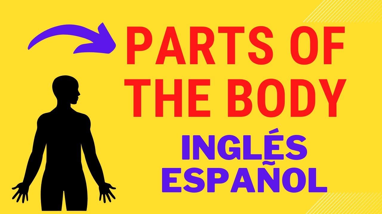 PARTES DEL CUERPO en Inglés y Español