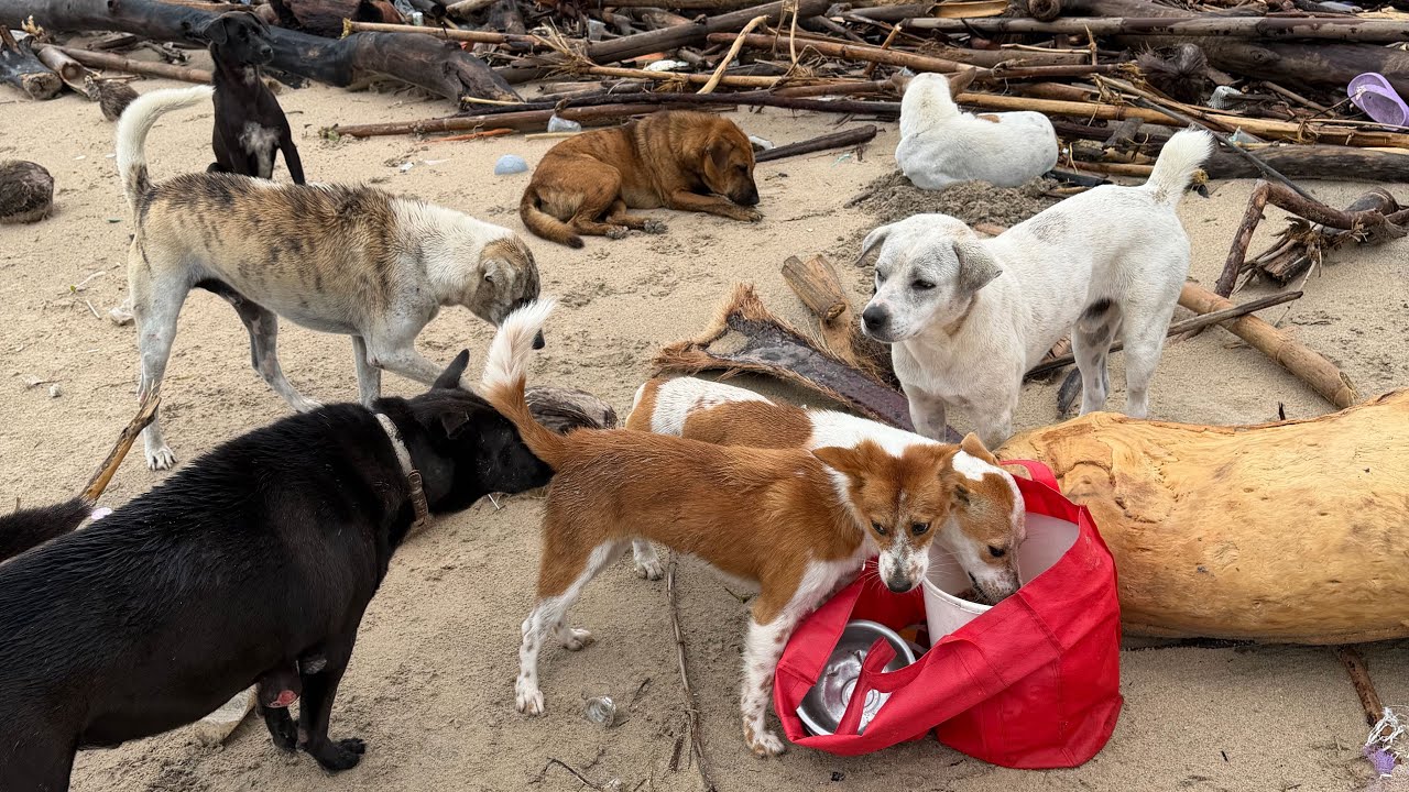 Daily routine of feeding stray dogs on the beach 102 | StreetDogsCH