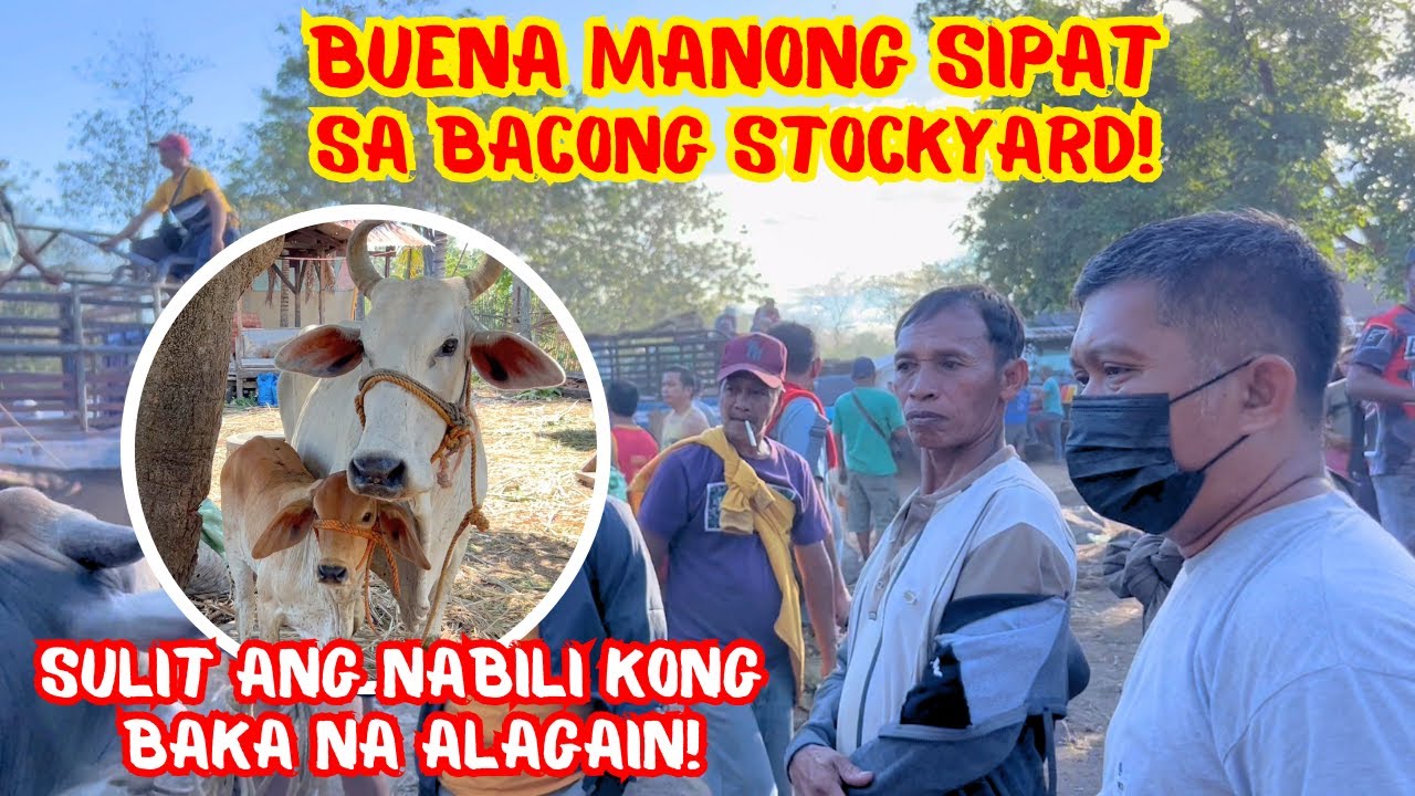 BUENA MANONG SIPAT SA BACONG STOCKYARD |SULIT ANG NABILI KONG BAKA NA ALAGAIN| SOLLE'S GANDANG BUHAY