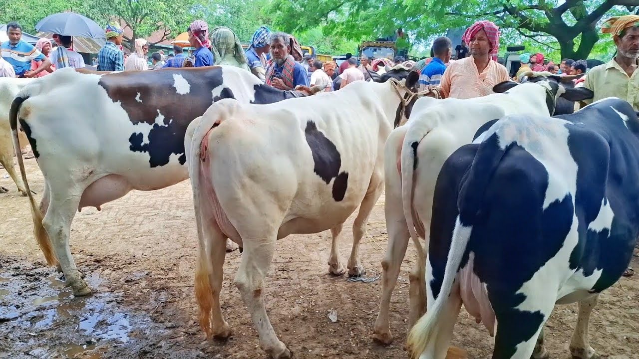 ৬/৯/২৫/সেরা মানের দুধের গাভী কিনতে চাচ্ছেন,১৪থেকে ২২ লিটার দুধের ফ্রিজিয়ান গাভী গরুর দাম সোনাইচন্ডী