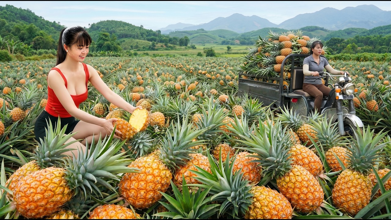 [TIMELAPSE] -- 136 Days Harvesting A Lot Of Pineapples, Dragon Fruit, Bananas, Pomelos Go To Sell