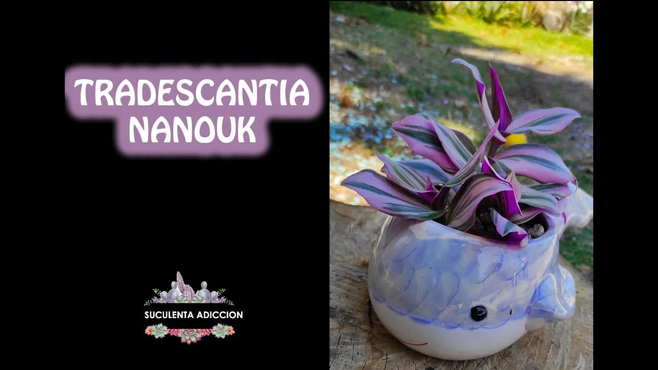 Como cuido mi tradescantia nanouk / tradescantia planta reproduccion 2021