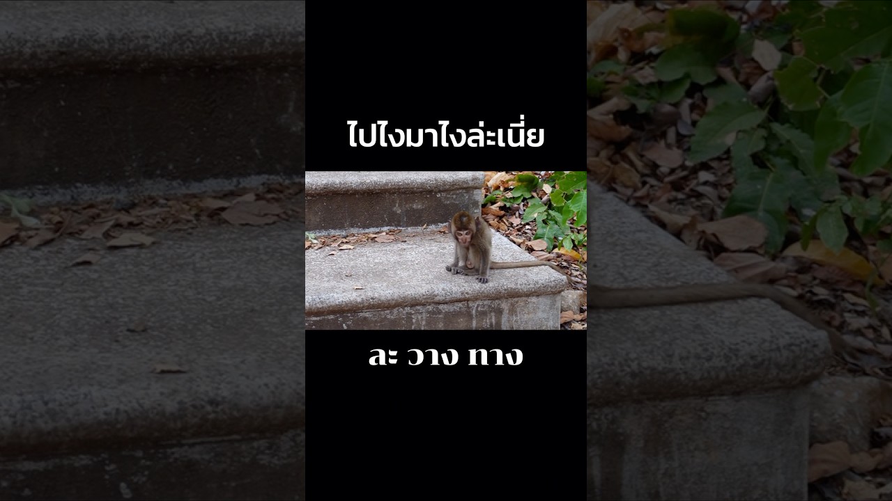 #shorts #shortvideo #motorcycletravel #ละวางทาง #lavangtang #การเดินทาง #ท่องเที่ยว #เขาหน่อ