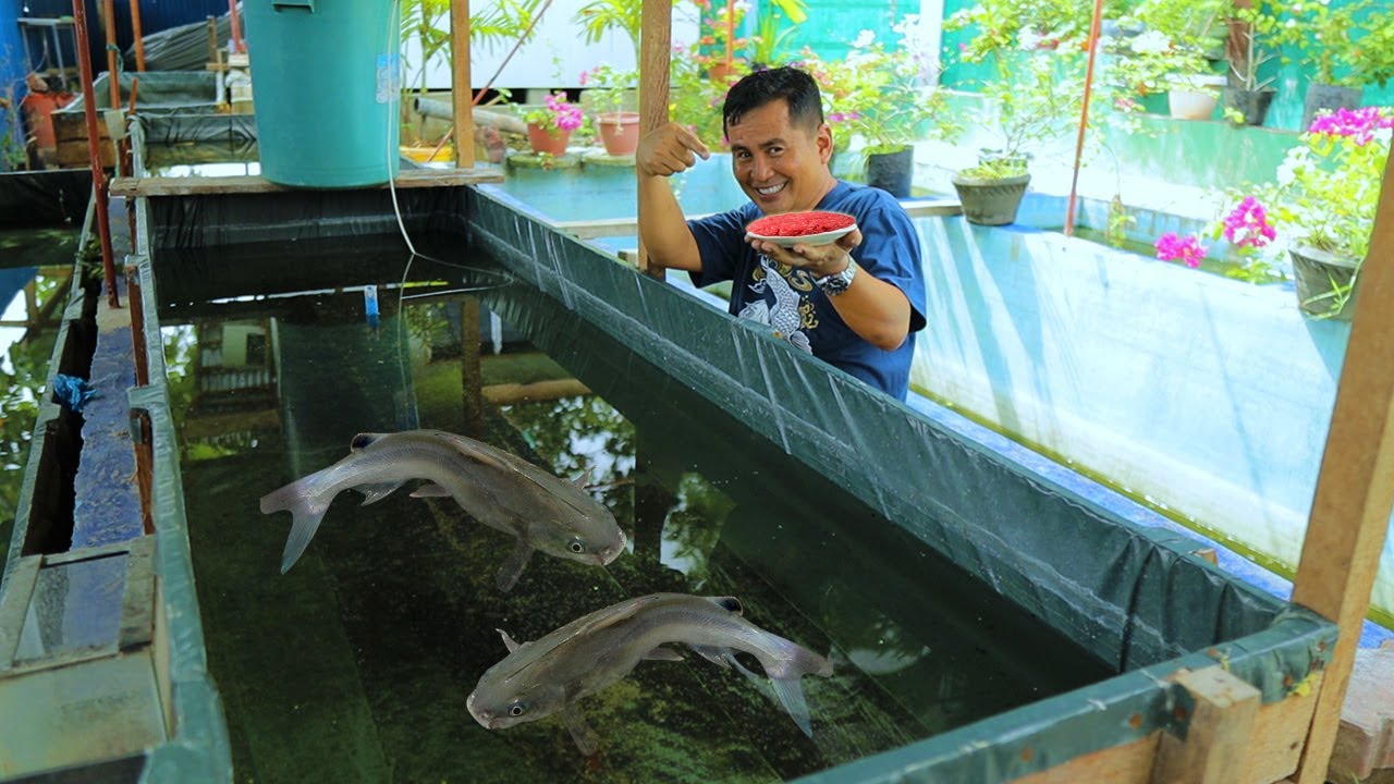 CATFISH FARMING│Feeding high protein food! Preparing catfish  breeders for breeding  [ Part 2 ]