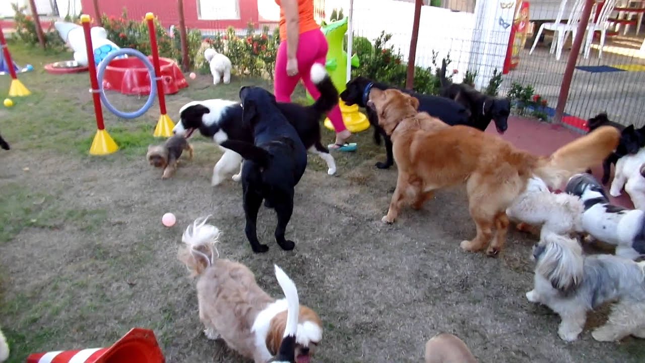 C&Atilde;O FOLIA 2 MELHOR CARNAVAL CANINO DA BAHIA NO MELHOR HOTEL PARA C&Atilde;ES DA BAHIA
