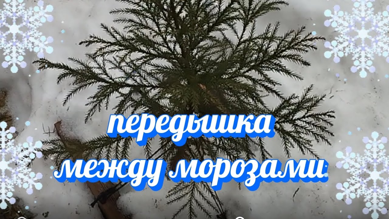 Растения в перерыве между морозами#растения#сад#дача#garden#