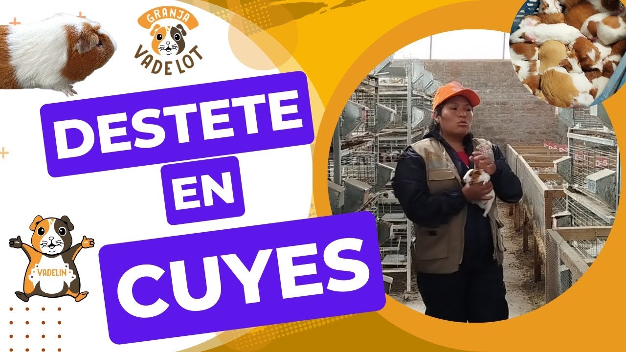 CORRECTO DESTETE EN CUYES