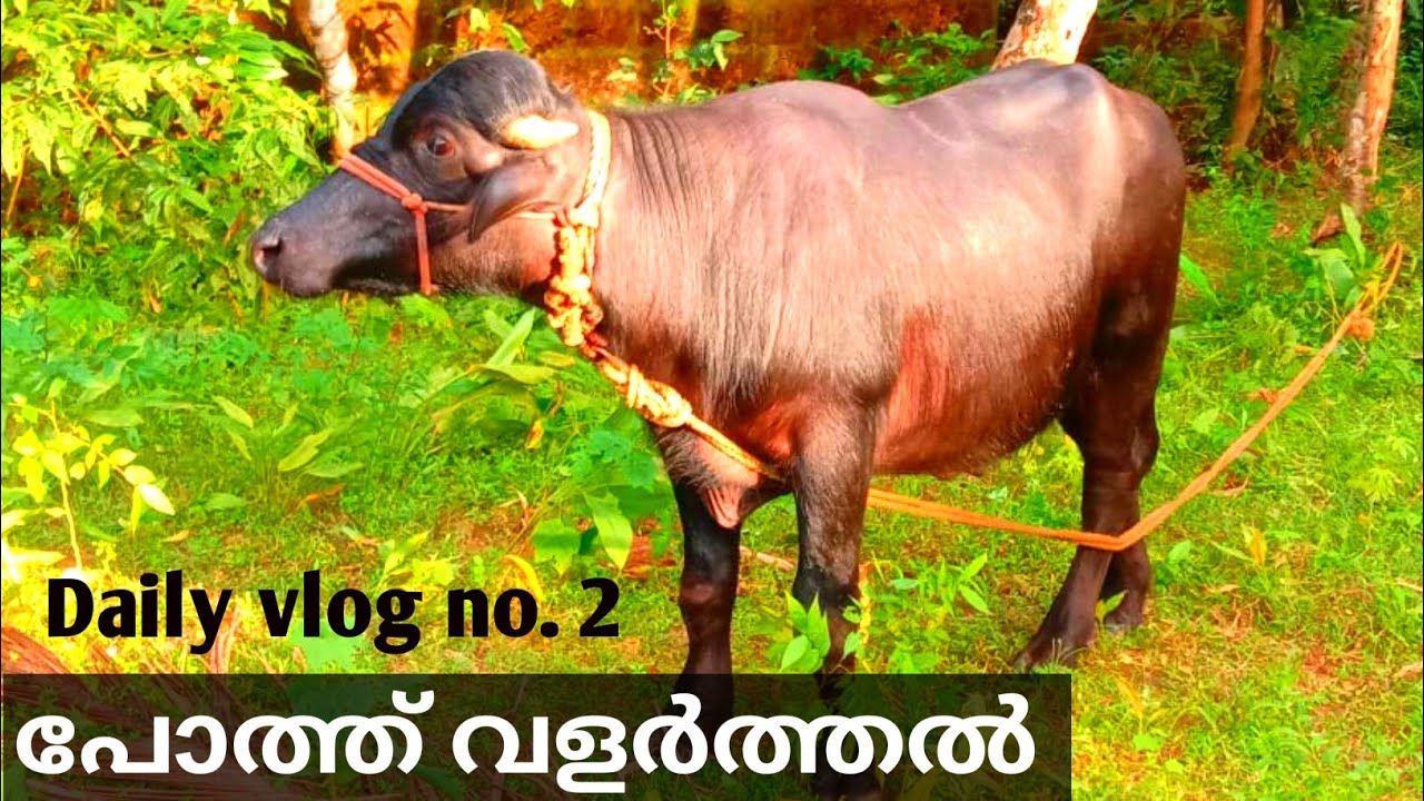 poth valarthal | Buffalo farming #Kerala #Buffalo