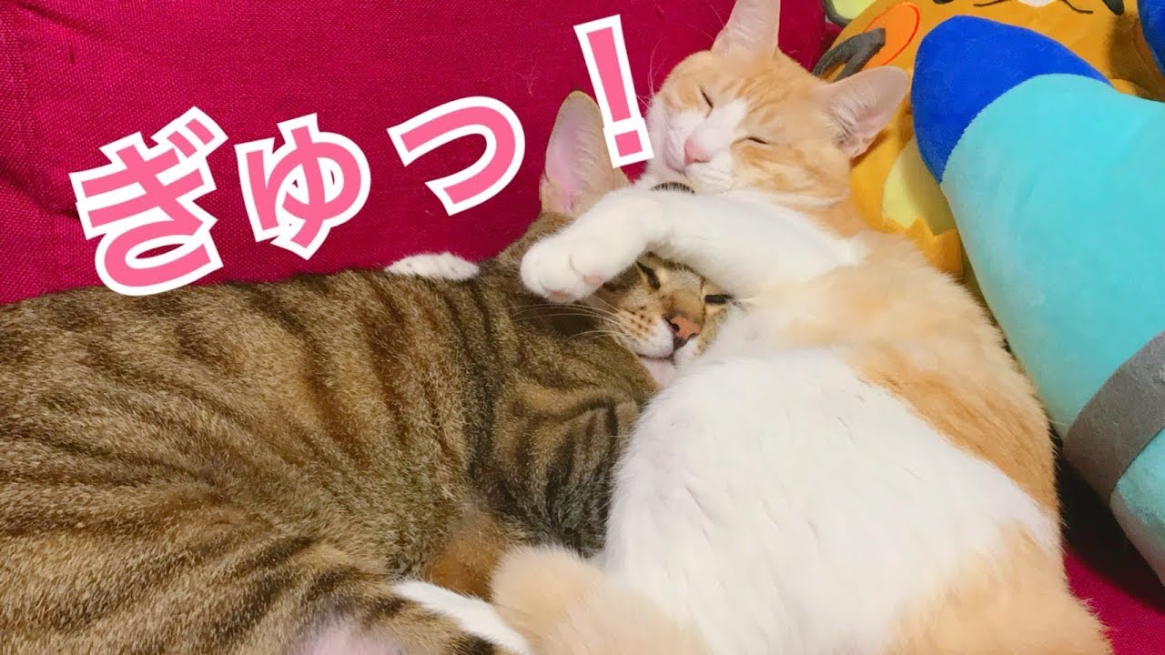 ロビンにぎゅっ！とされて寝るティガーが可愛すぎてもう眼福