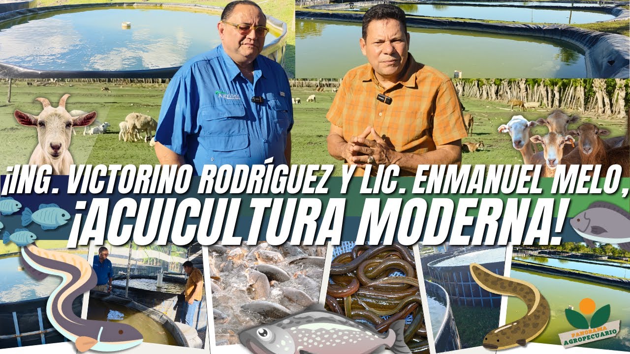 ANGUILAS EN RD: PRODUCCIÓN, MERCADO Y FUTURO | Panorama Agropecuario