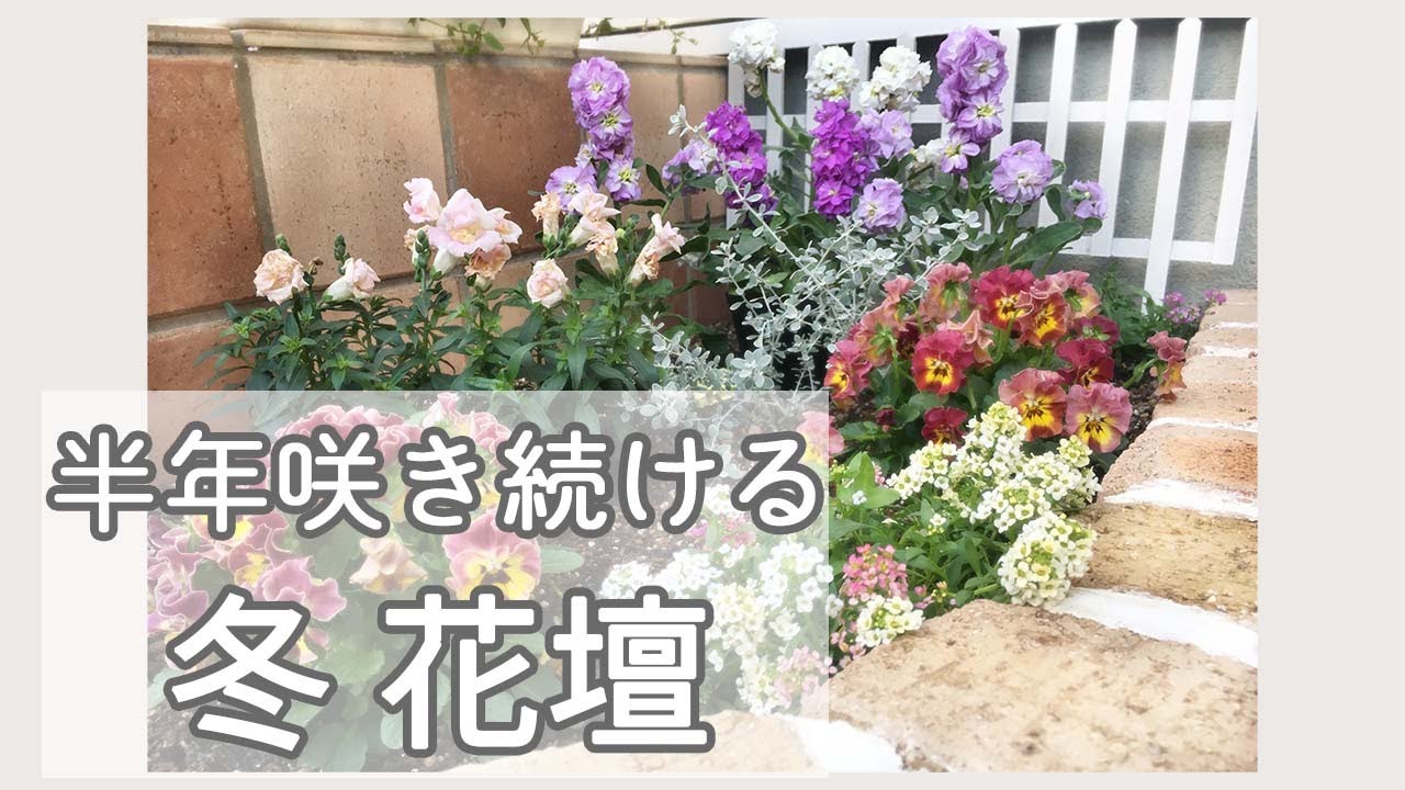 【ガーデニング】冬 春に咲く花壇｜かわいい花見つけました | 土壌改良 何入れる？5月まで7ヶ月間 植物を元気にし続ける為にやっていること