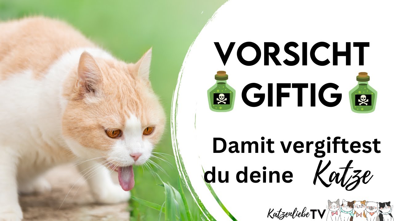 GIFTE im HAUSHALT -  Was ist giftig für eine Katze? Katzenliebe TV