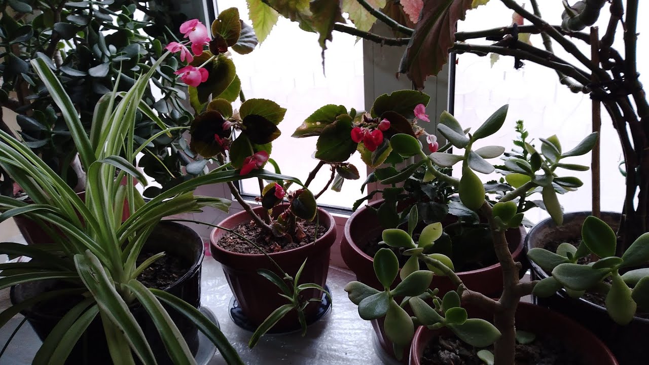 31.01.2026 йил 🪴🪴🪴🌿🌿🌿⚘️⚘️⚘️