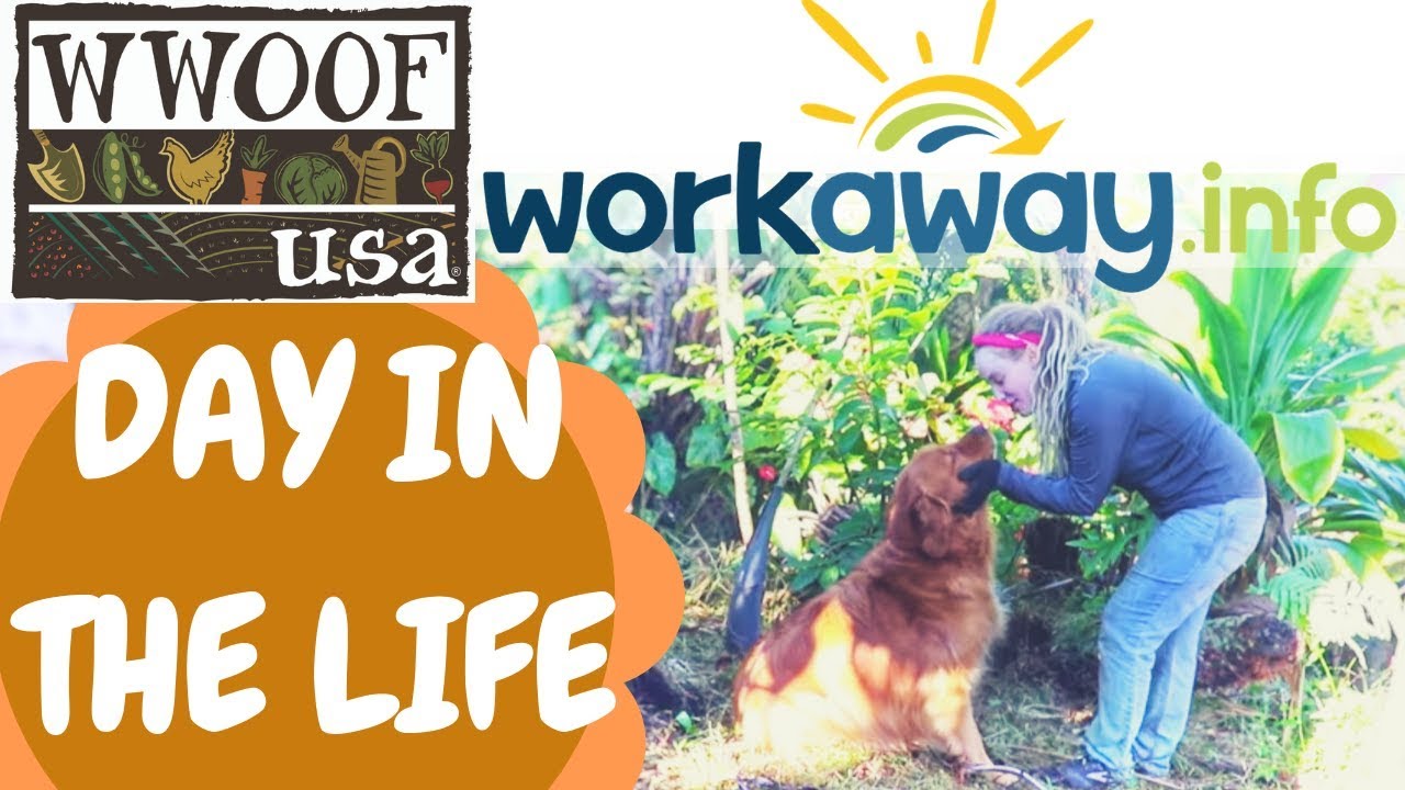 My Last WWOOF Hawaii: Day in the Life