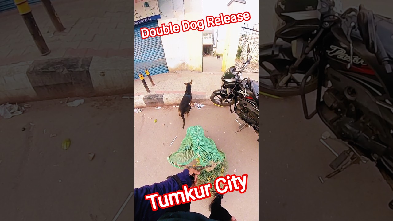 Double Dog Release #release #dog #shorts #ytviral #dogwithpublicsafety #pets #rescue