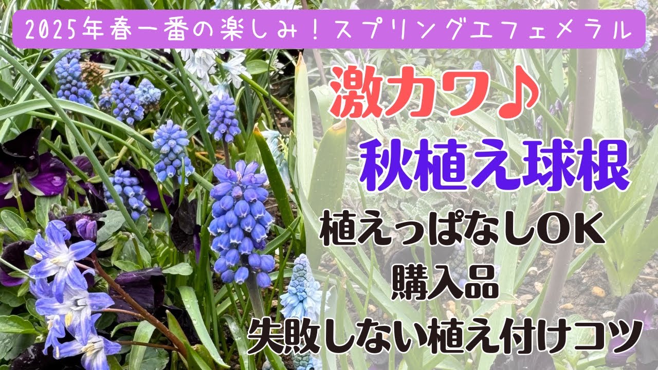 《植えっぱなしＯＫ！激カワ秋植え球根》球根購入品／暖地でも夏越しで失敗しにくい植え付けのコツ／2024年春咲き球根振り返り