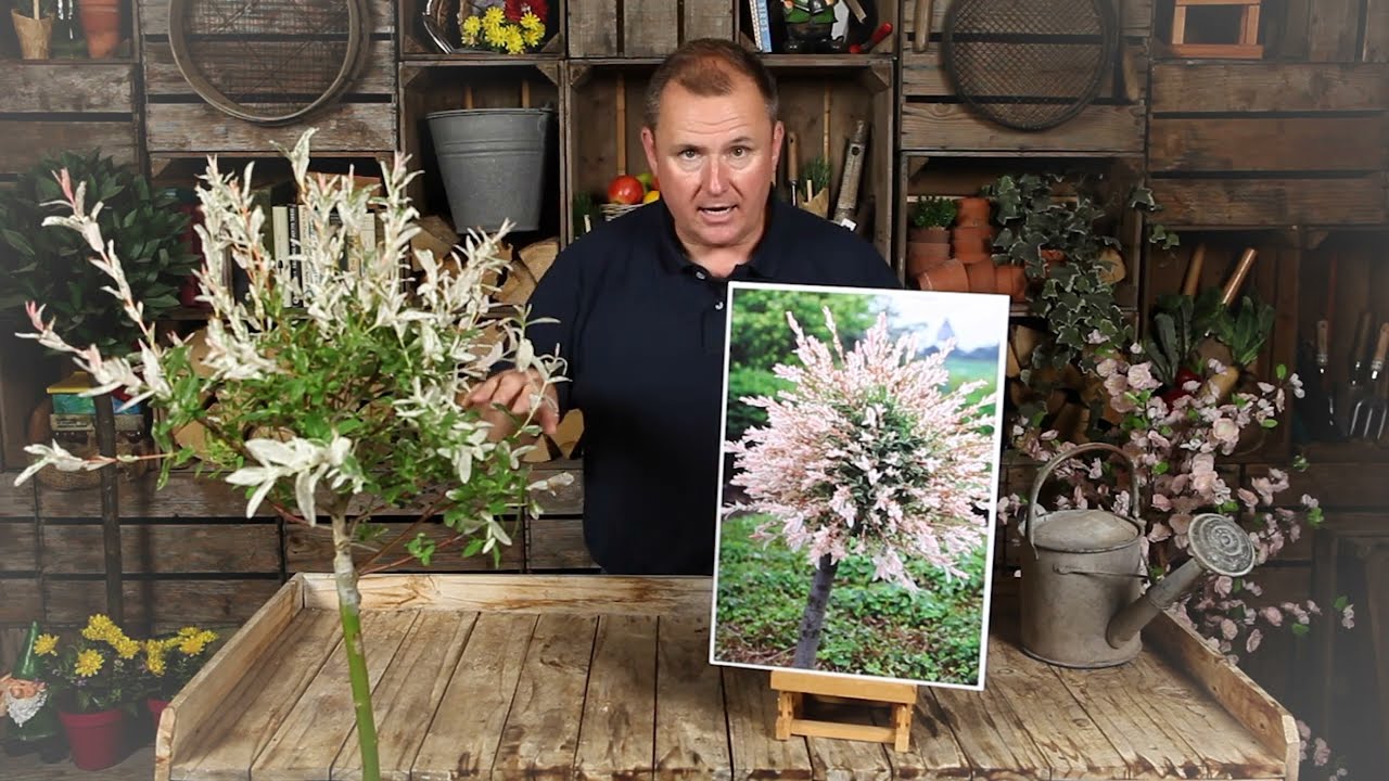 Flamingo Willow Salix с Питером Макдермоттом