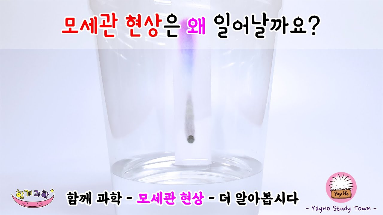 [함께과학] 모세관현상은 왜 일어날까요?