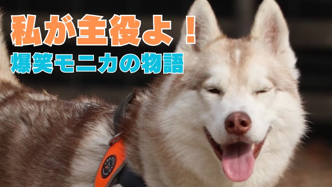 【衝撃】おしゃべりモニカの物語