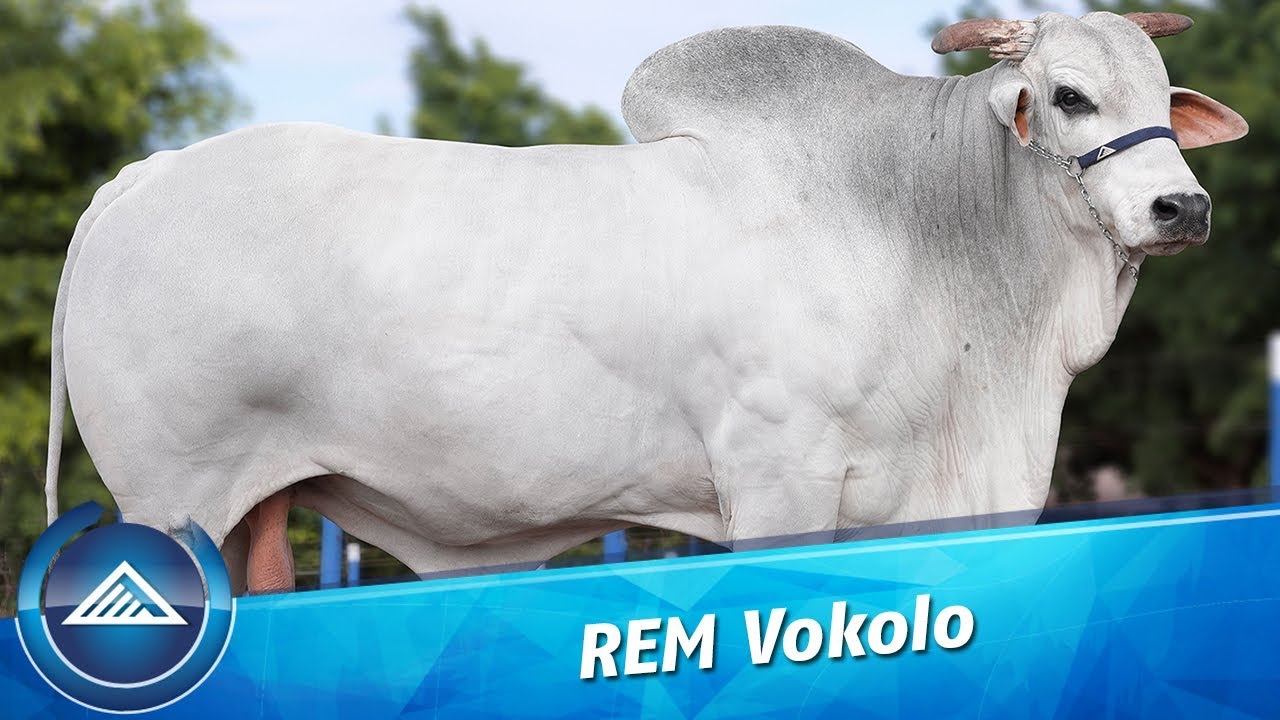 REM Vokolo
