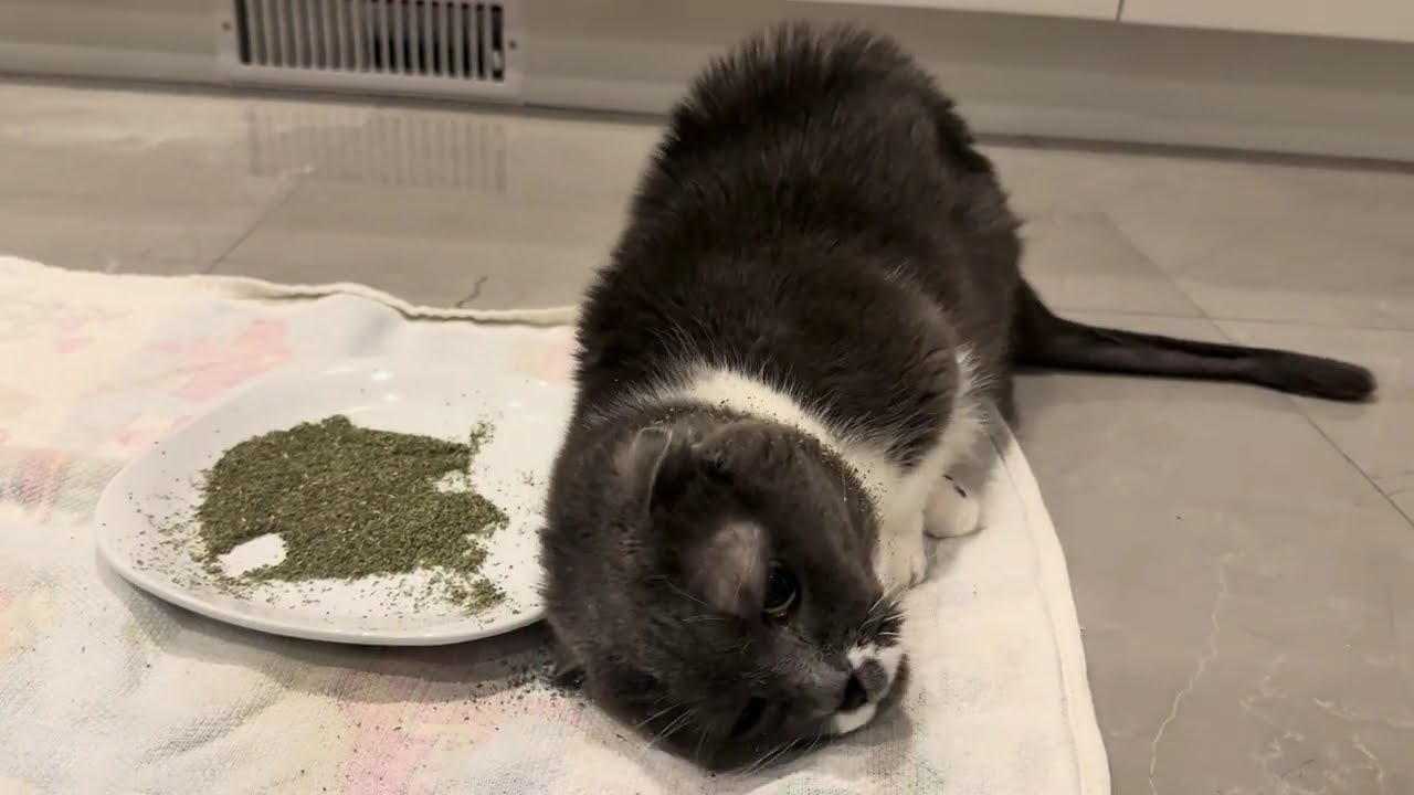 Munchie and her catnip