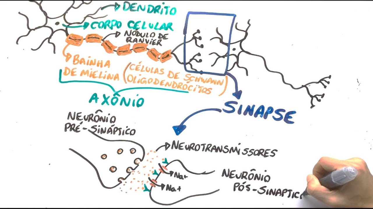 Neur&ocirc;nio e impulso nervoso - Resumo Professor Gustavo