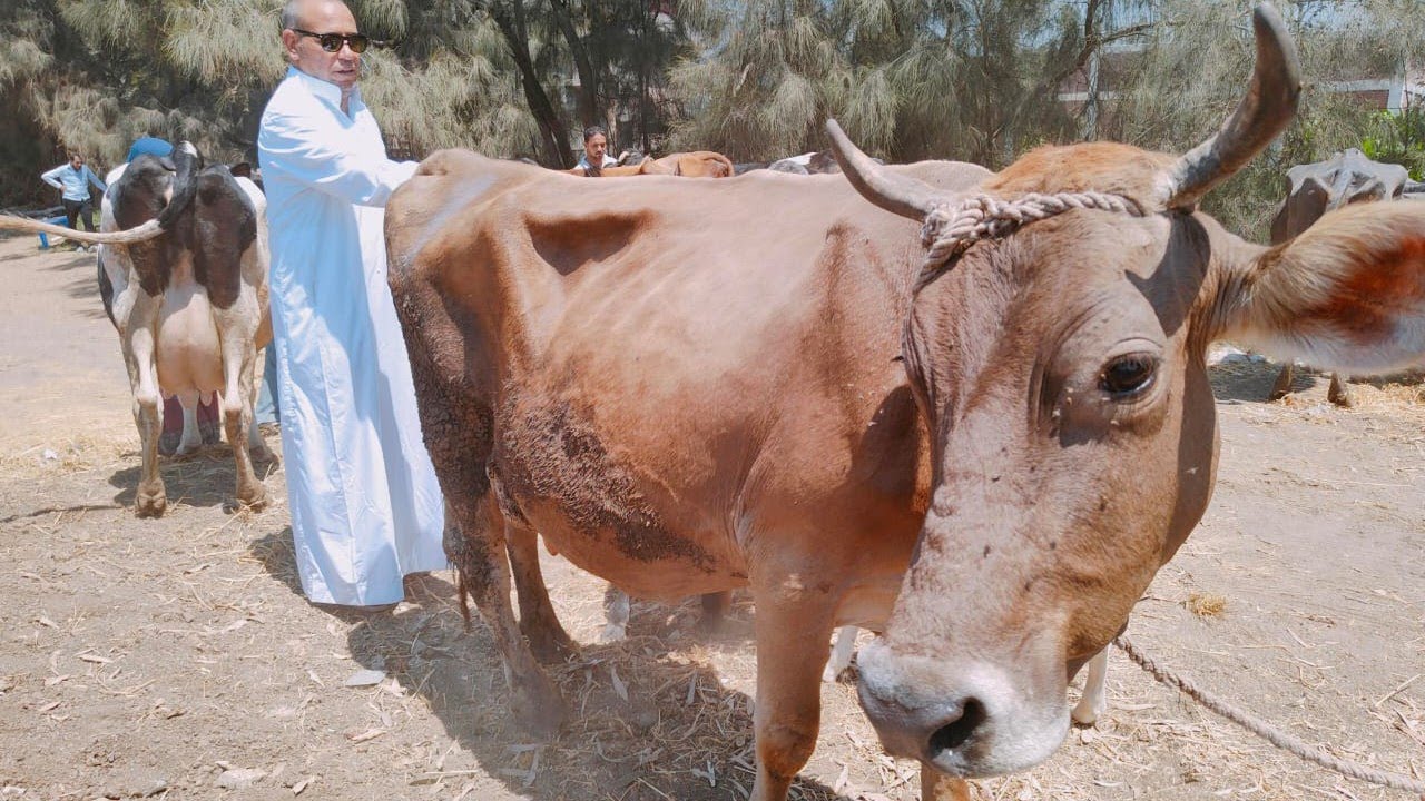 بقره براون اصلي جايه من عند فلاح بس مهمله جدا محتاجه كرم وتبقي زي الفل والسعر