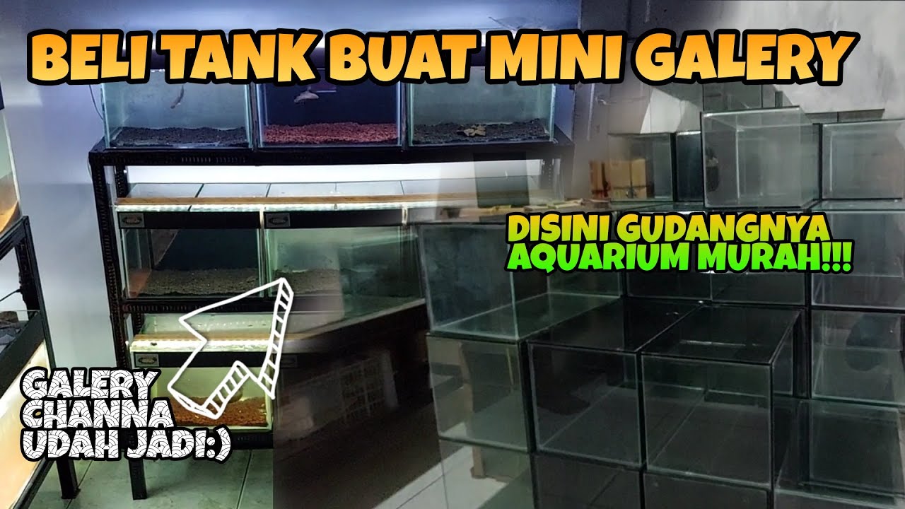 Beli Aquarium 30x20x20 di KAWAI AQUATIC buat lengkapin Mini Galery Dawuan Snakehead