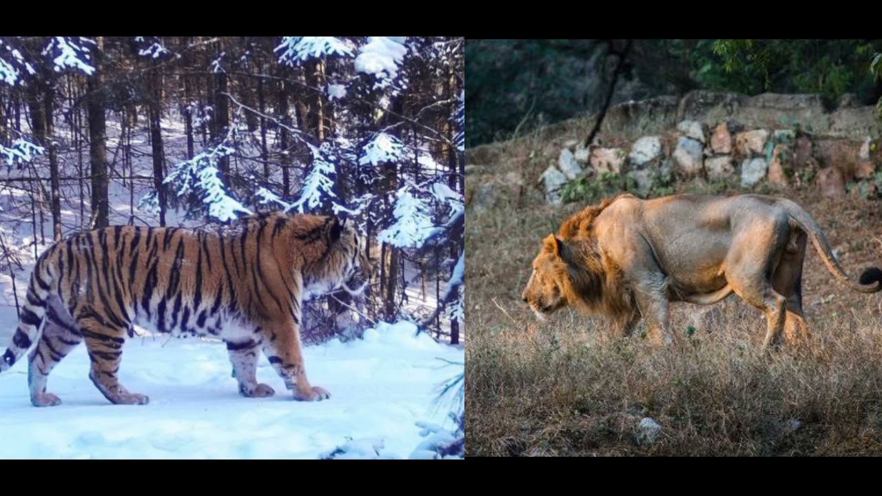 huge male asiatic lion vs huge male siberian tiger