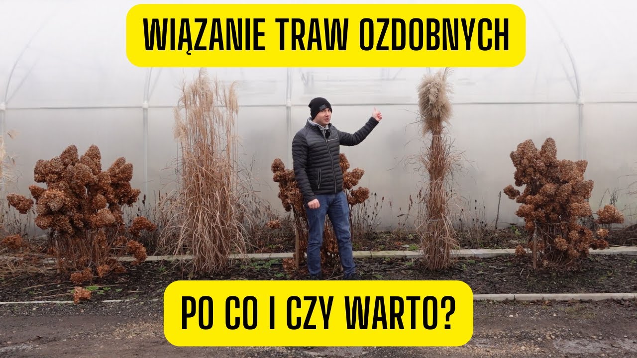 Po co i czy warto wiązać trawy ozdobne na zimę? Zabezpieczanie traw przed mrozem