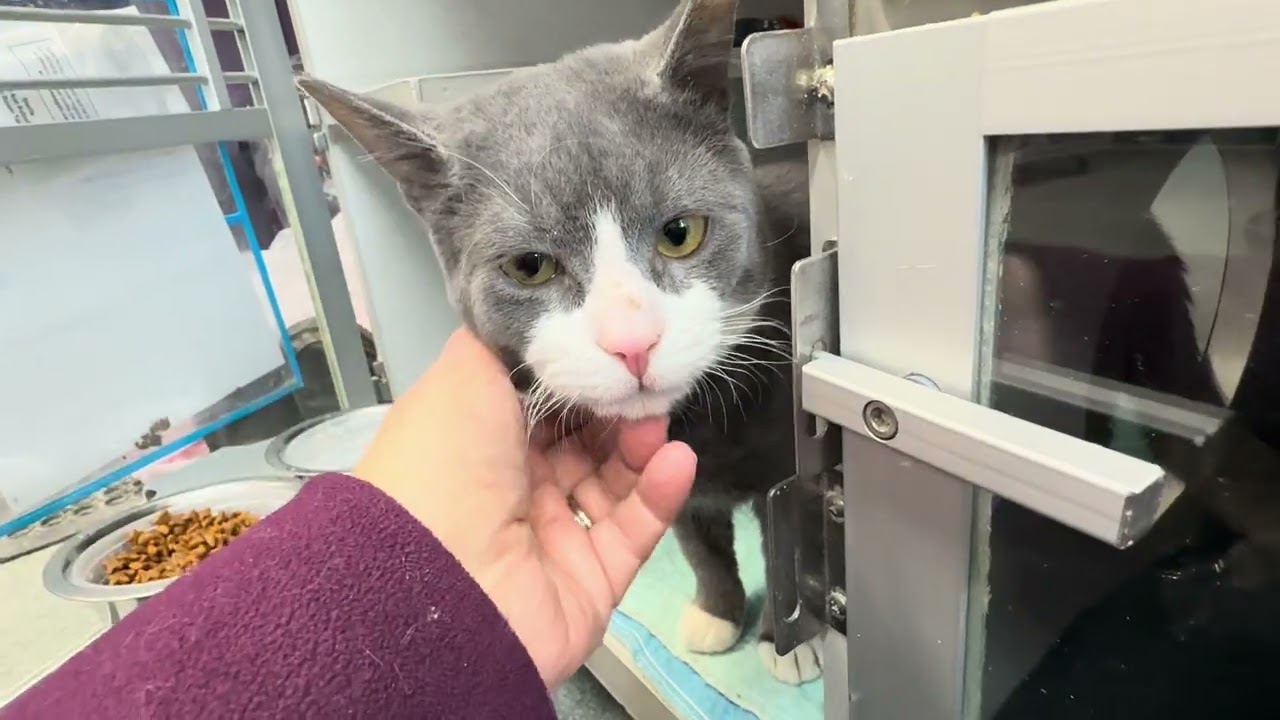 Montreal 246553, a very friendly and social kitty😺