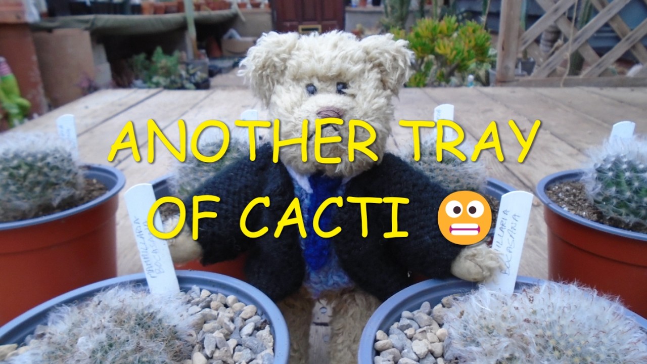 Another Tray of Cacti #cactuscollection