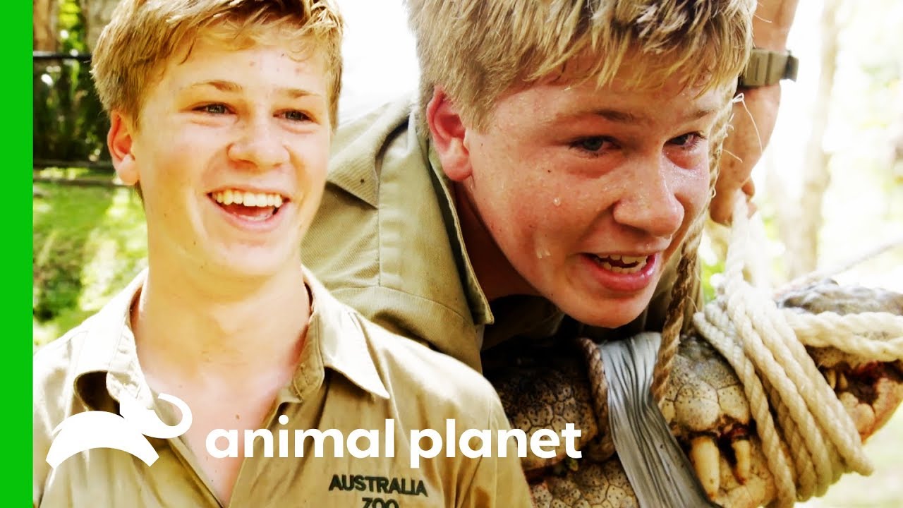 Robert Irwin Head-Jumps His Biggest Croc Ever! | Crikey! It's The Irwins