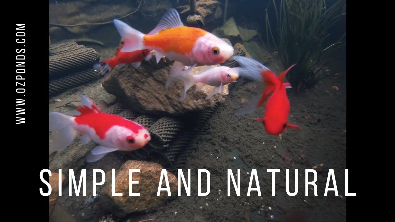 How to keep a pond crystal clear