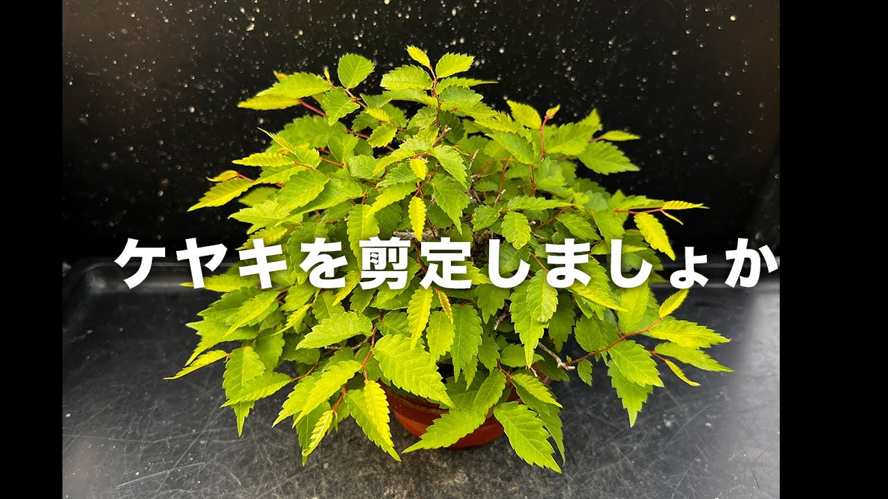 もふもふに見えるけど実は大したことないケヤキさん #盆栽 #bonsai