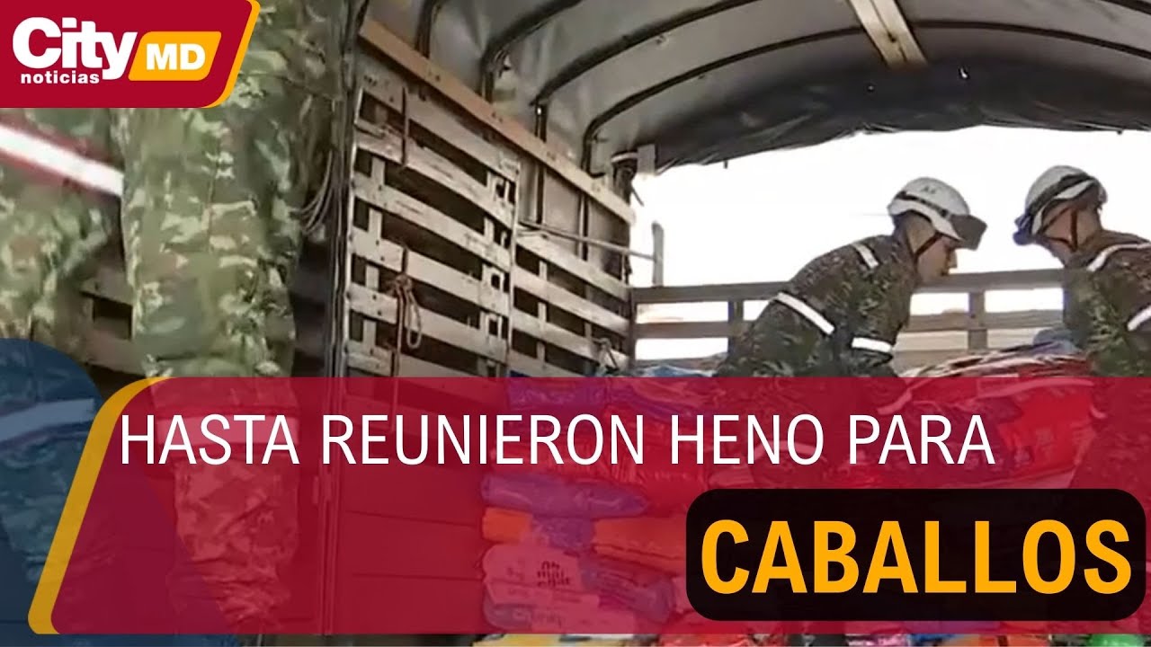 Fueron recolectadas 10 toneladas de enseres para los animales | CityTv
