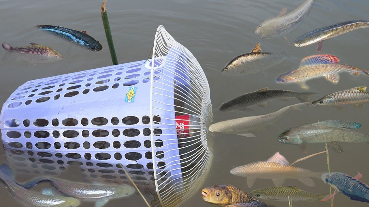 Creative Girl Make Fish Trap Using Plastic Bottle - Fan Guard -  Basket To Catch A Lot of Fish