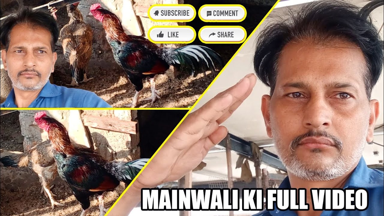 Mainwali Aseel murga#aseel birds#mainwali#viral video#for you #pure Aseel murga ##Subscribe #chicks