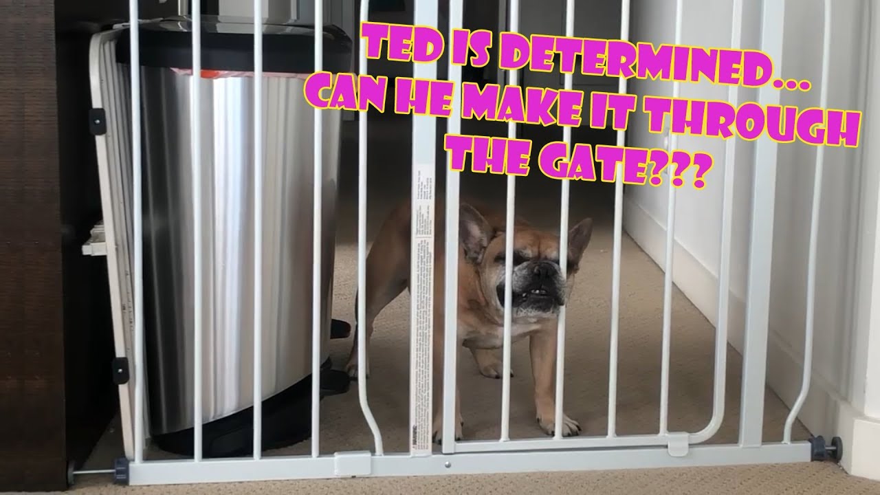 Ted the French Bulldog vs. Baby Gate of Sadness