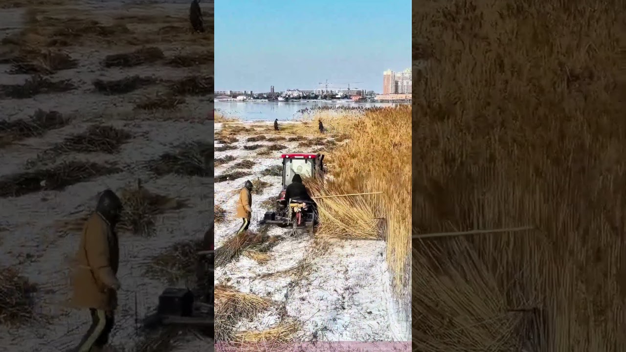 Winter Farming at the City's Edge: Tractor Harvesting Reeds
