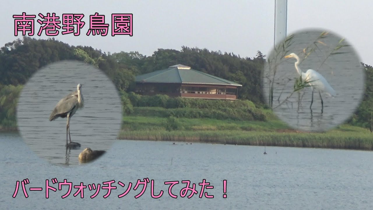南港野鳥園 バードウォッチングしてみた 2024/09/08