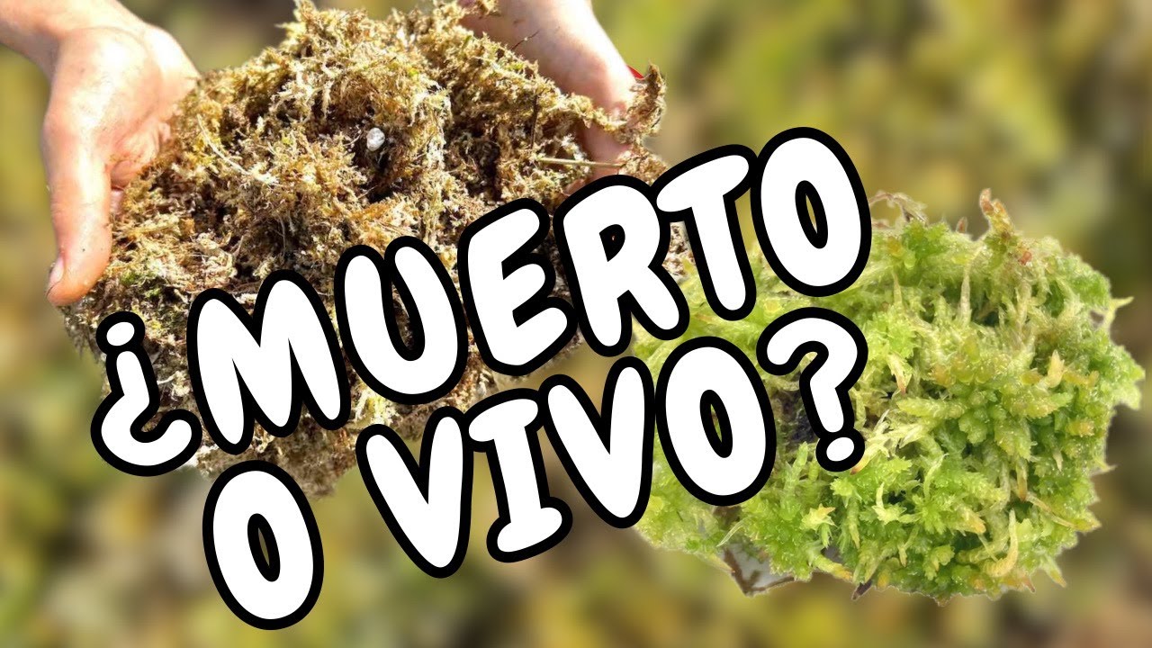 ¿Mejor usar Sphagnum VIVO o MUERTO?