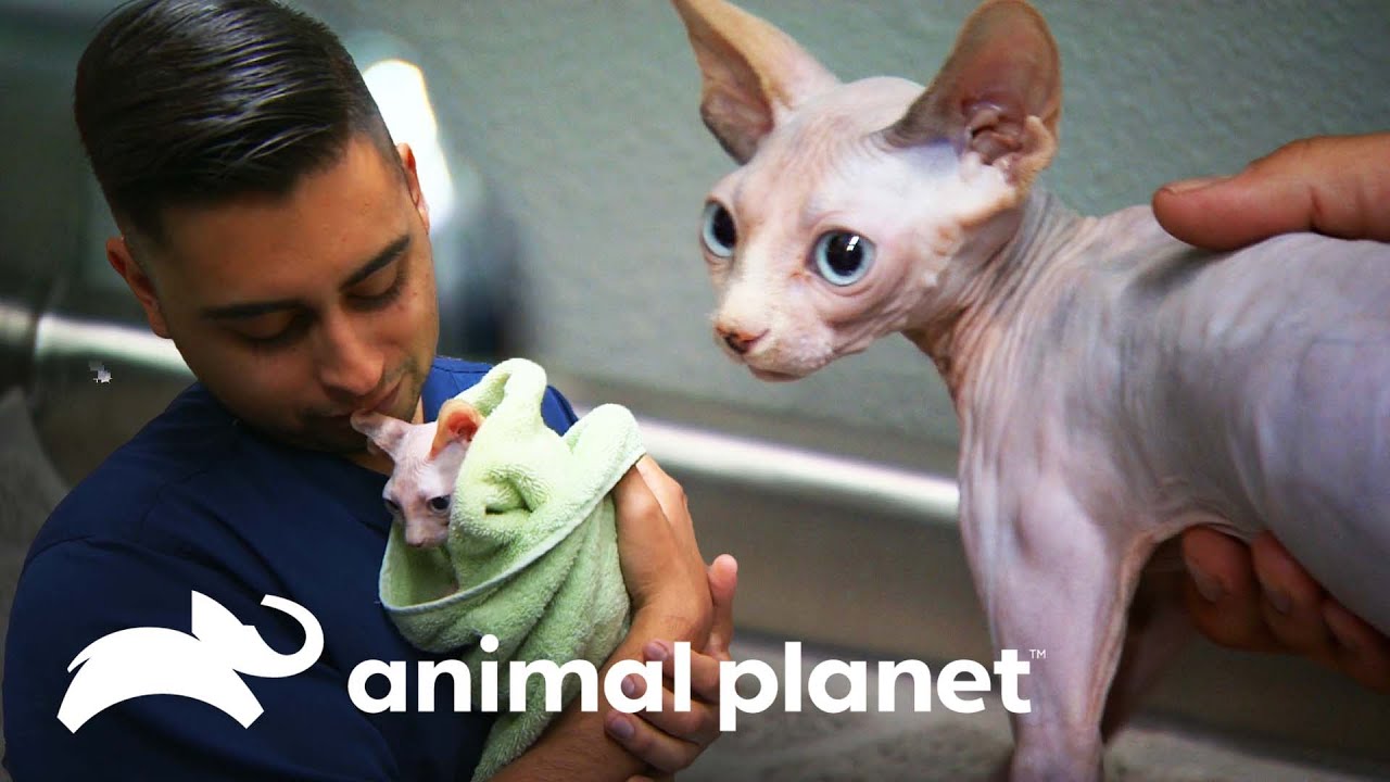 Gata Sphynx com insuficiência renal é curada | Veterinário das Montanhas | Animal Planet Brasil